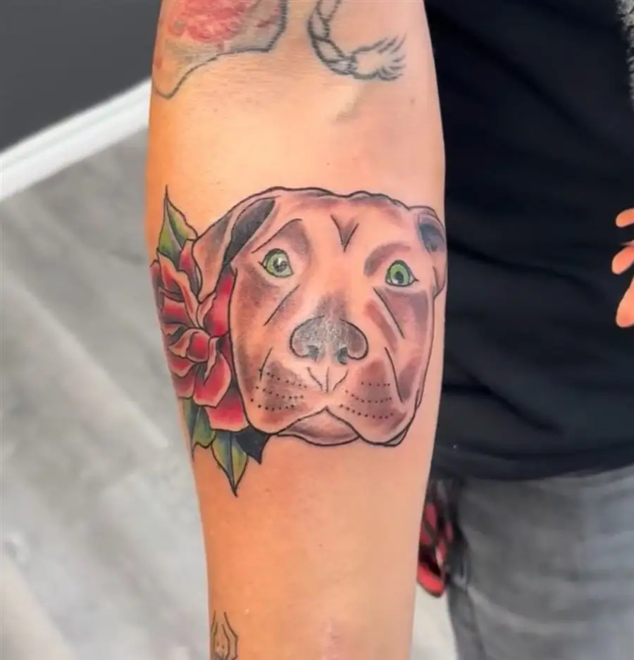 Color pit bull dog portrait tattoo with a red rose on the forearm